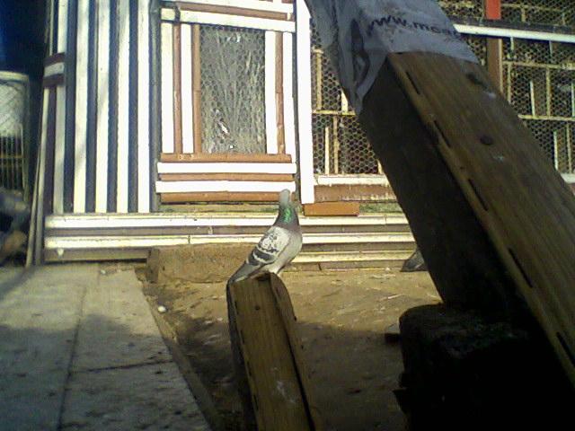 Fotografii-0045 - Copy - Copy - Porumbeii mei calatori