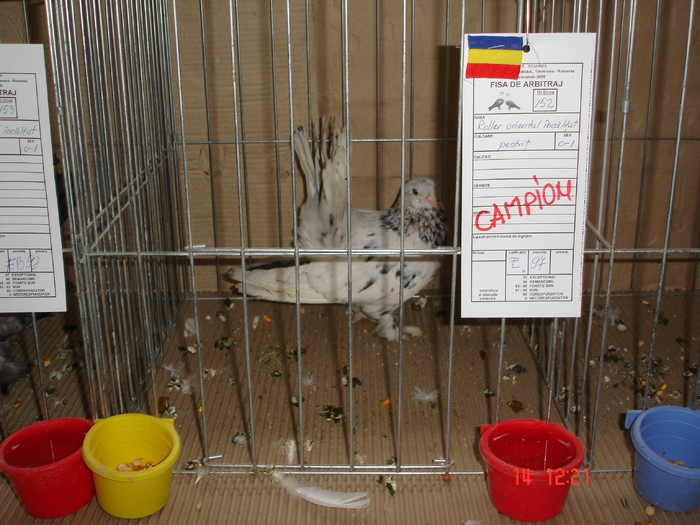  - EXPO TIMISOARA NOIEMBRIE 2009