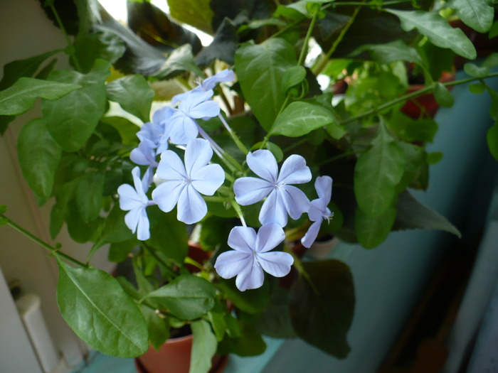 P1160447 - PLUMBAGO