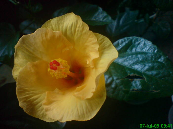 DSC05157 - Hibiscus 2009