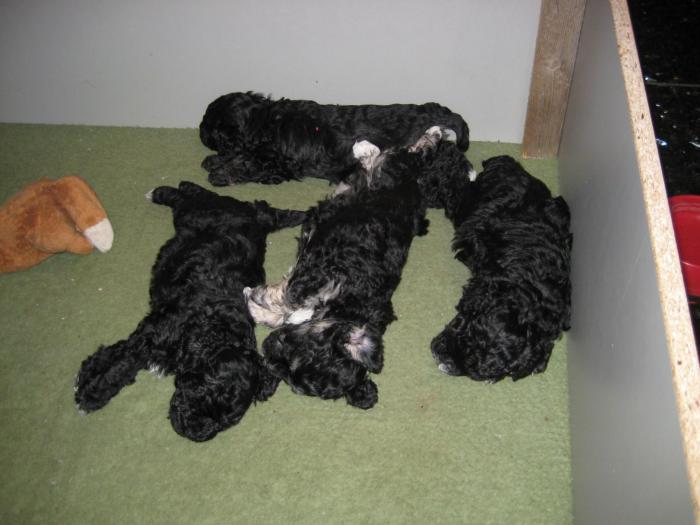 Dupa 36 zile - Cateii