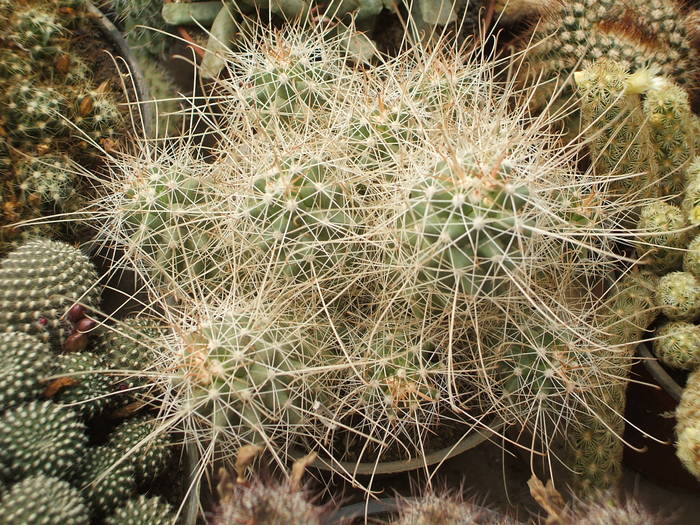 Cochemiea setispina