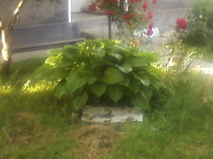 Fotografii-0084