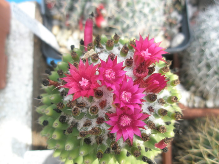 M. polythele f. nudum - 18.09.2009 - Mammillaria