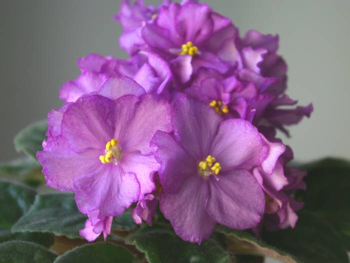 Aloha Orchid - 2013 - Violete Africane