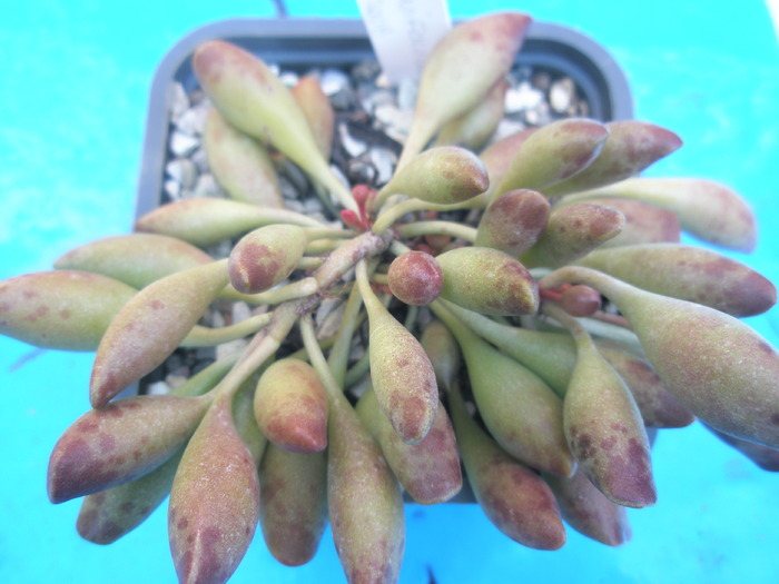 Adromischus clavifolius - apical - Adromischus 2009