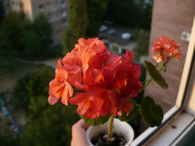 P1030885 - Alte plante