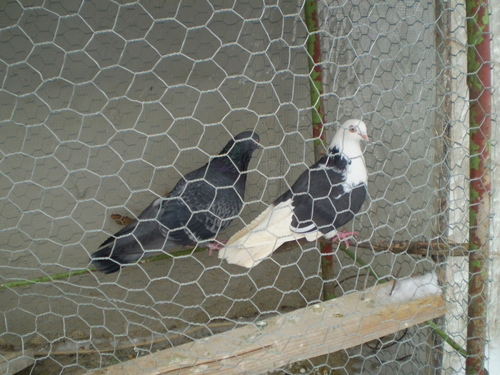 porumbei10 092 - porumbei la zbor din matca 2009