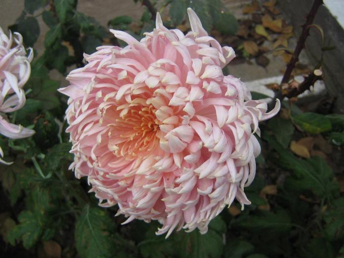 picture 475 - crizanteme  2008