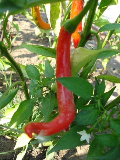 Tokyo Hot Pepper (2009, August 18)