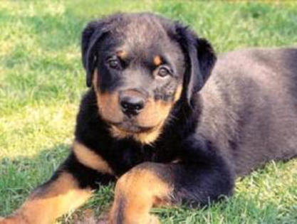 american-rottweiler-puppy