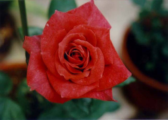 rose000 - Trandafiri