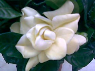 gardenia - frumoasele mele