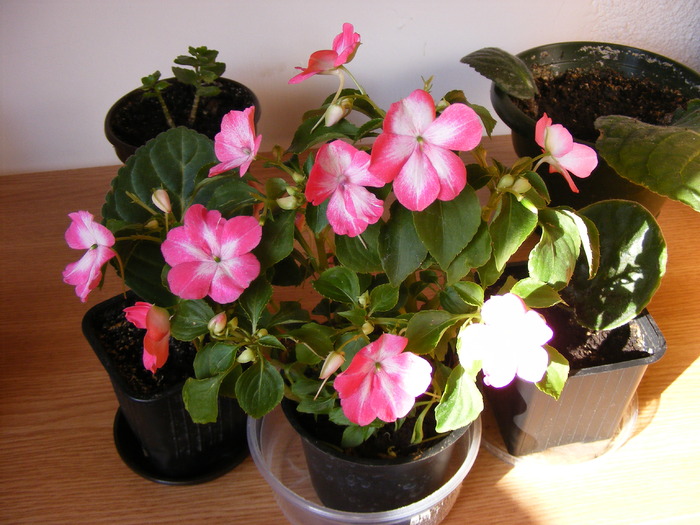 SPORUL CASEI(IMPATIENS) - FLORI 2009