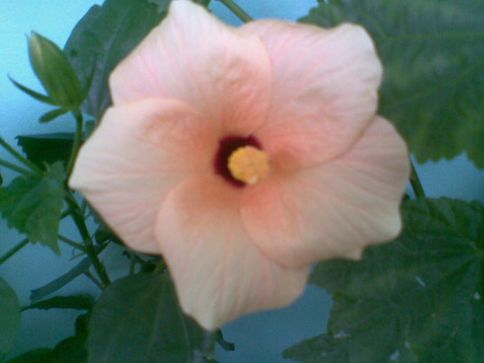Hibiscus Sunset - FLORI -2009