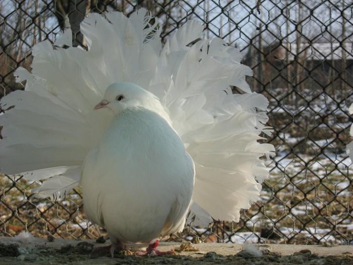 Picture 193 - Voltati 2009 vanduti