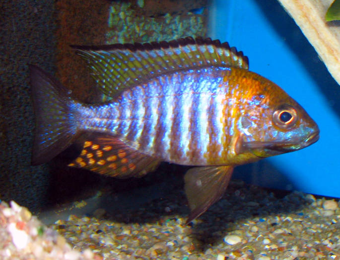 Aul. Chitande Type North gros - African Cichlid