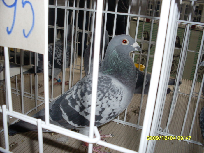 SDC11976 - expozitie deva 12-06-2009