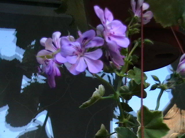 Picture 355