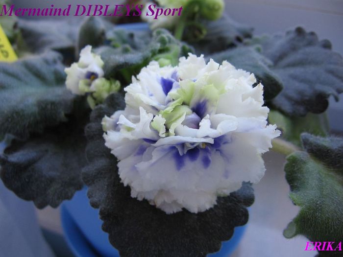 Mermaind DIBLEYS Sport 2009 - Violete de colectie