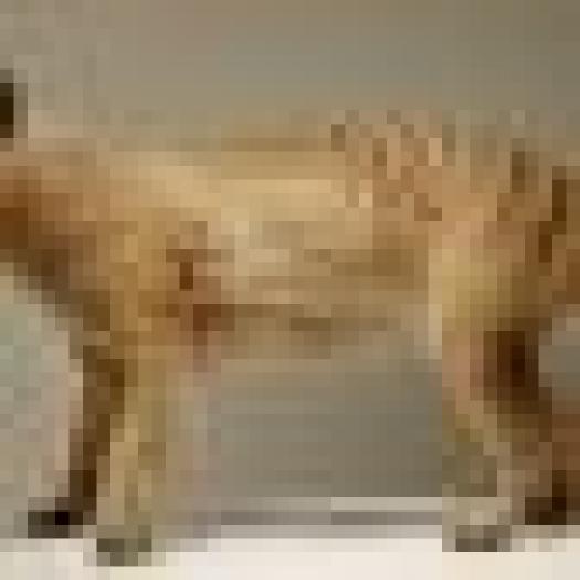 thylacine-thumb-42-42-10 - Animale disparute