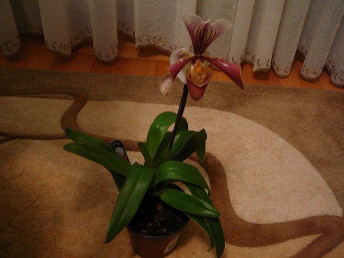 Paphiopedilum; Paphiopedilum
