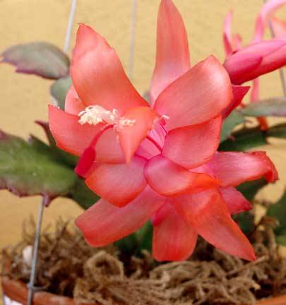 schlumbergera_orssichiana_bloom2 - Schlumbergera RED