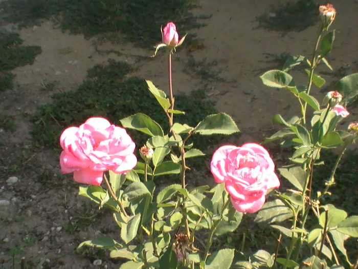 PIC_5389 - Trandafiri 2009