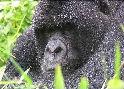 _43997815_gorilla416 - animale