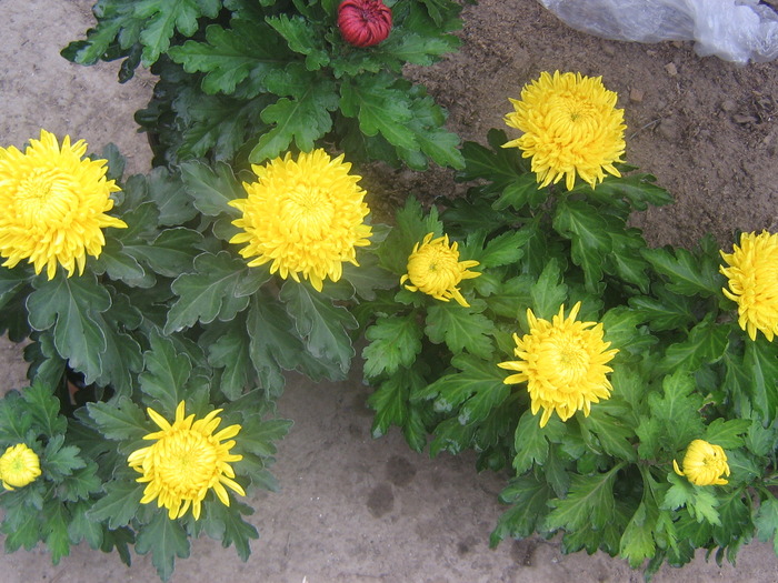 19octombrie 032 - Crizanteme tufanele 2009