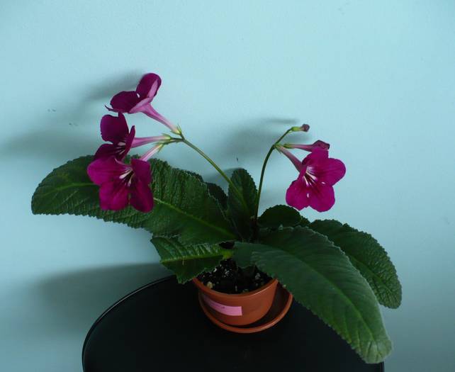 P1140791 - STREPTOCARPUSI