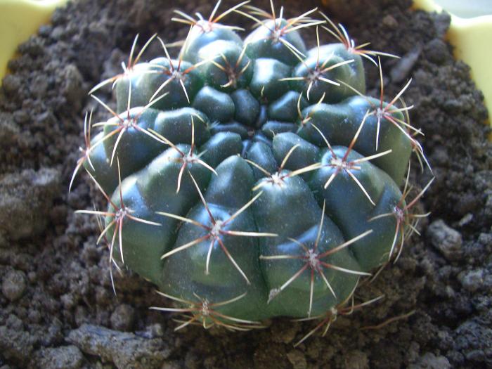 puiutul meu de cactus; il iubesc foarte mult si sper sa infloreasca pe viitor

