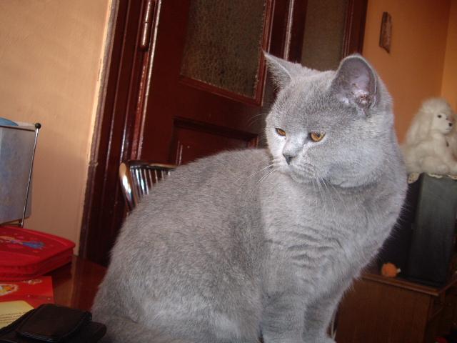 British Shorthair; Lulu azi 9 luni
