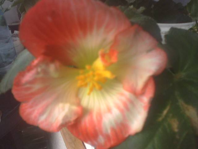 IMG_0795; begonia bouton de rose
