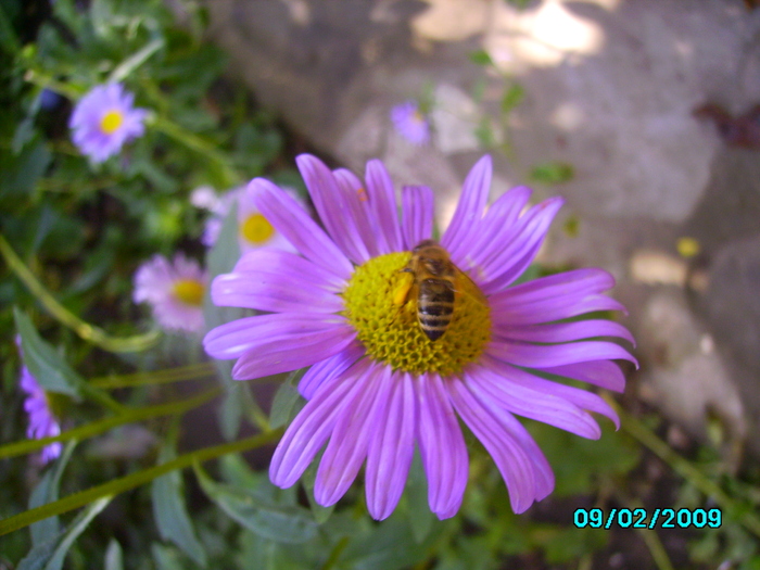 IMG_8607 - insecte si flori