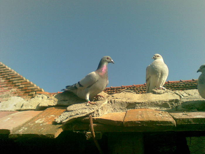 porumbei (3)
