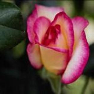 www-bancuri-us-avatare-trandafiri-11