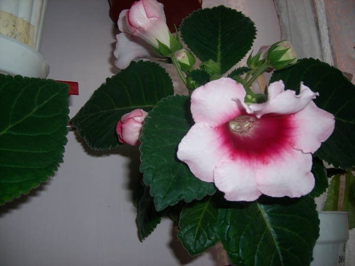 Gloxinie - Flori - 2009