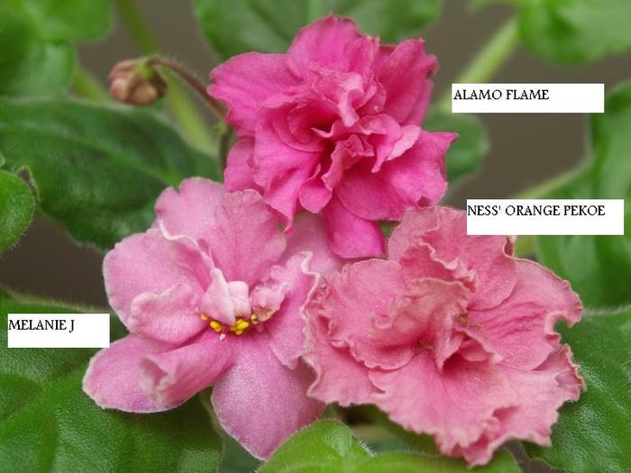 SG105629 - 2013 - Rafturi-Grup