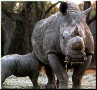rinocerul cu un singur corn - cele mai rare 10 animale din lume