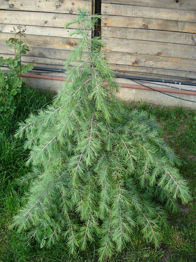 Cedrus deodara (2009, May 10)