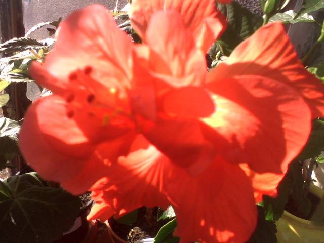 IMG_0970; hibi rosu semidublu
