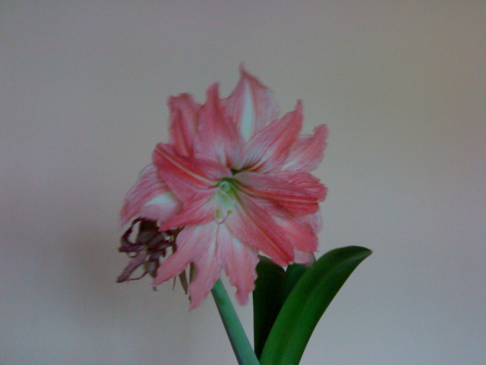 Lady Jane , ultima floare deschisa - Hippeastrum vara 2009