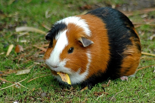 guinea_pig_1-7597112[1]