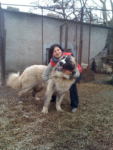 BONO si cu mine; este un caine caucazian cu varsta de 1 an si 10 luni si are 80 de kg
