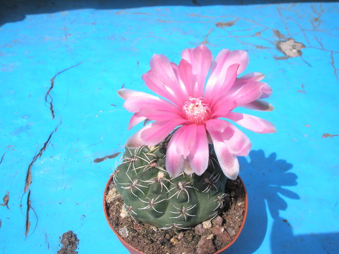 Gymnocalycium floare roz mare - 17.05 - Gymnocalycium