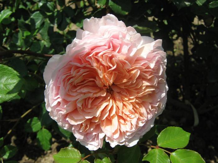 Abraham Darby