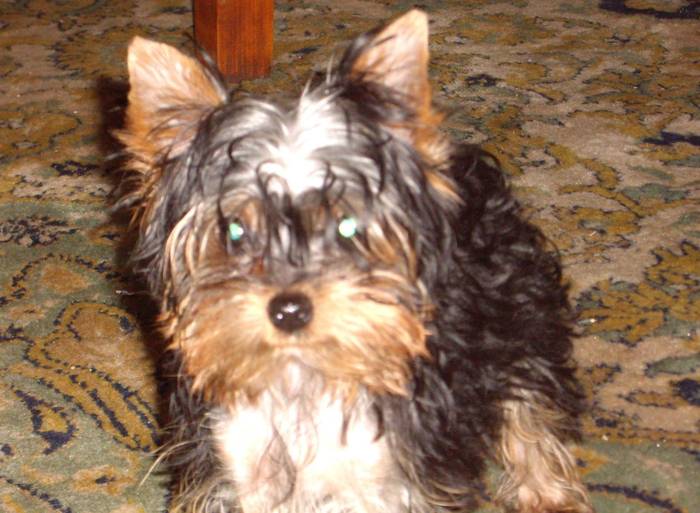 York Tiko - Yorkshire terrier