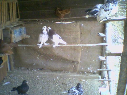 pusyyy - Roller de colectie