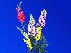 013 - poze cu plante